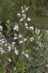 Manyflower beardtongue